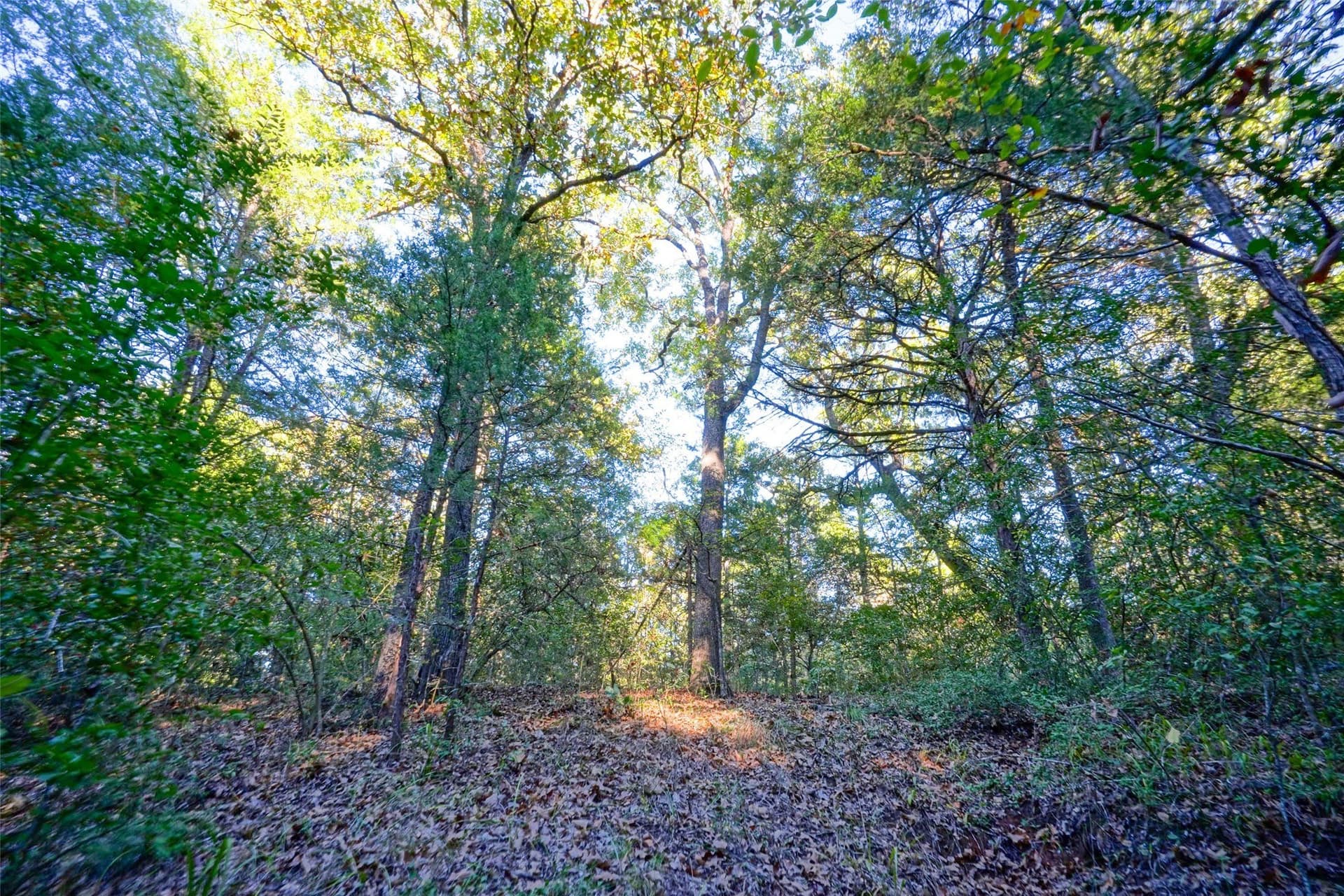 40 acres in Freestone County - photo 3