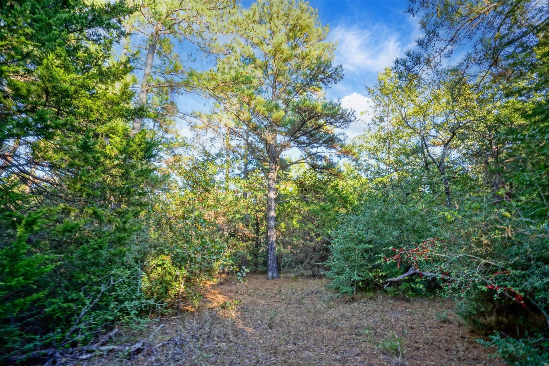 40 acres in Freestone County - photo 20