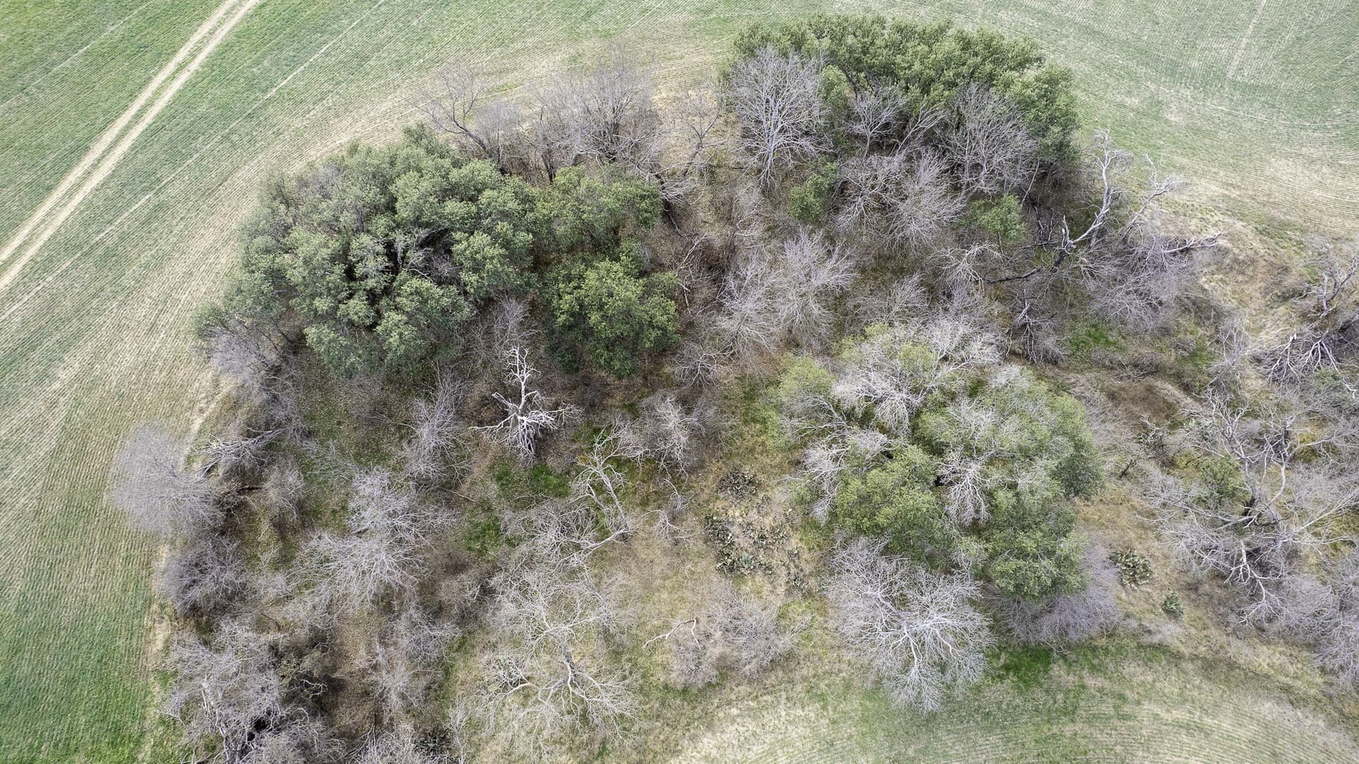 103.3 acres in Comanche County - photo 10
