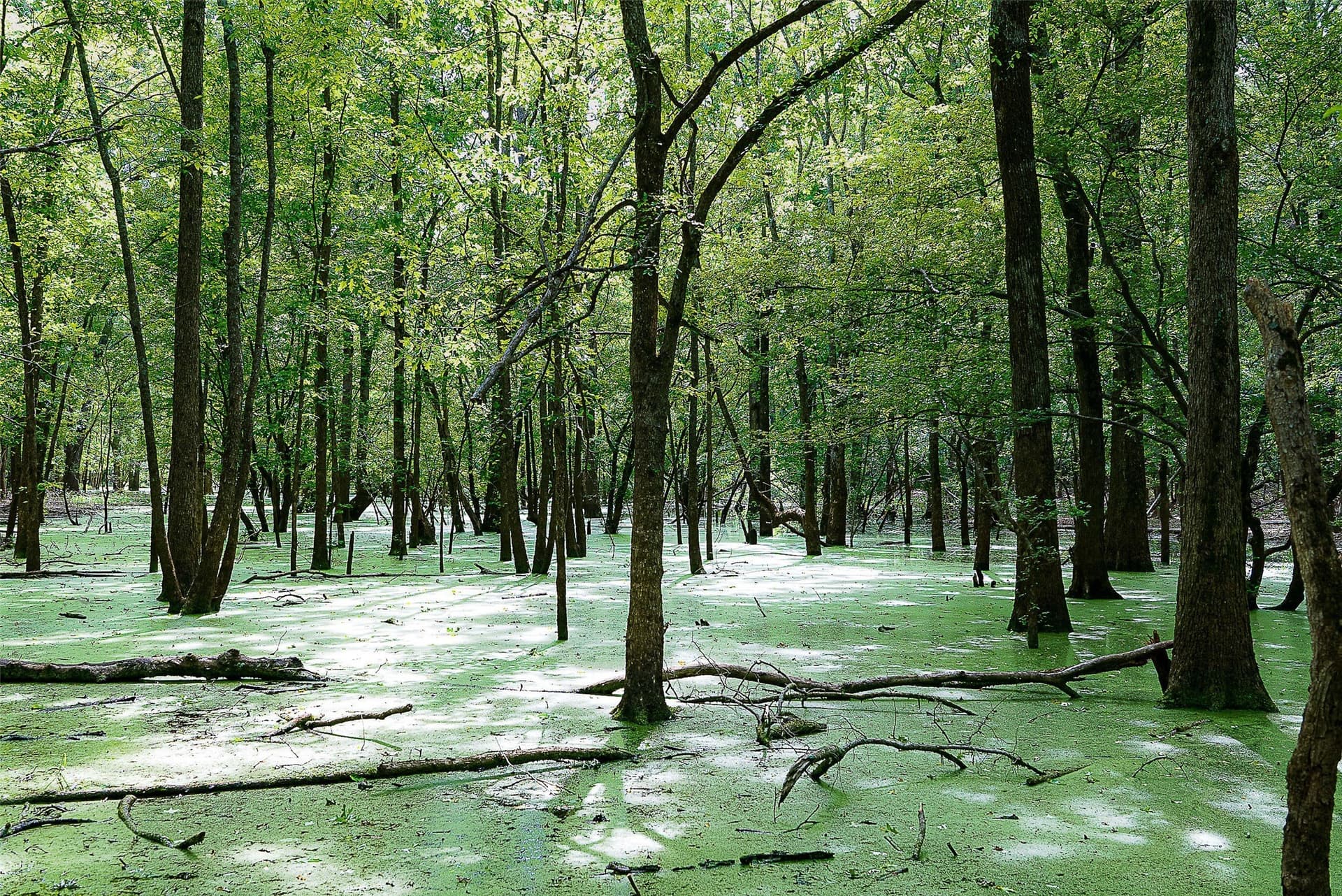 245.6 acres in Cherokee County - photo 39