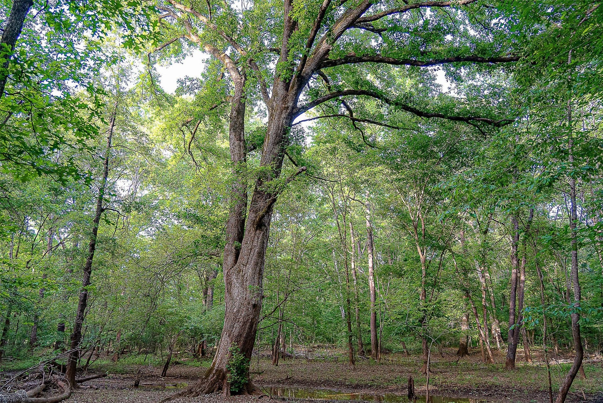 245.6 acres in Cherokee County - photo 7