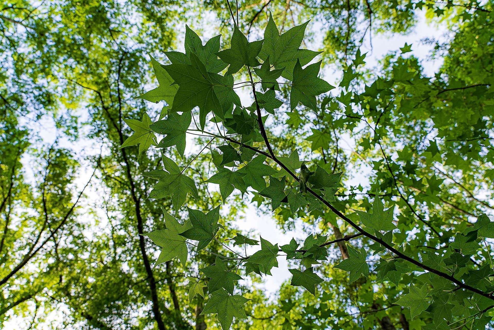 245.6 acres in Cherokee County - photo 24