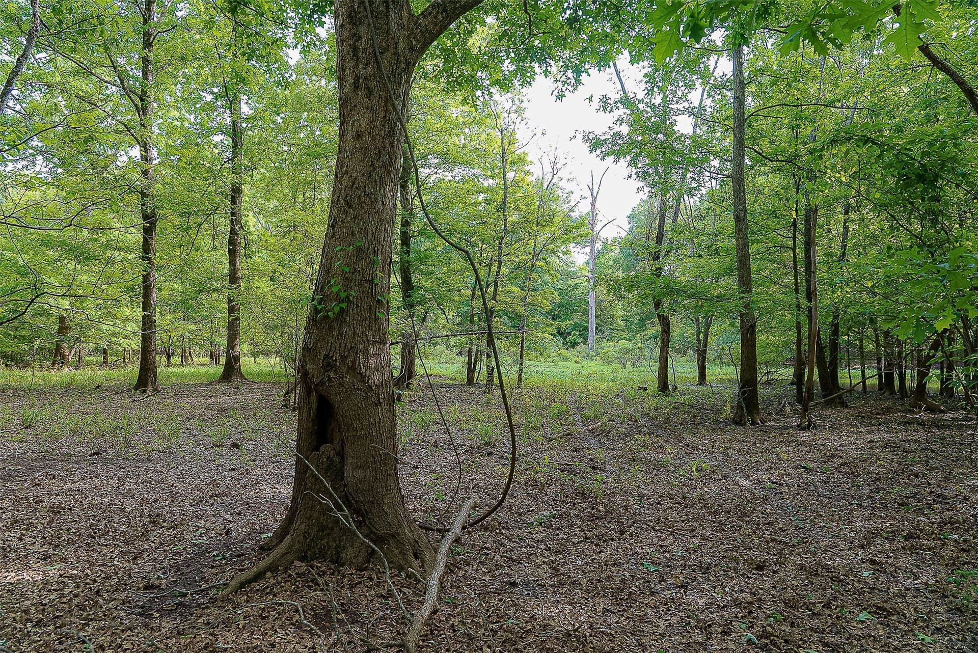 245.6 acres in Cherokee County - photo 30