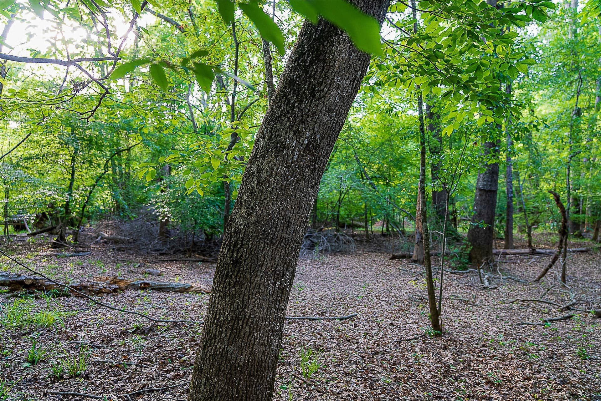 245.6 acres in Cherokee County - photo 22