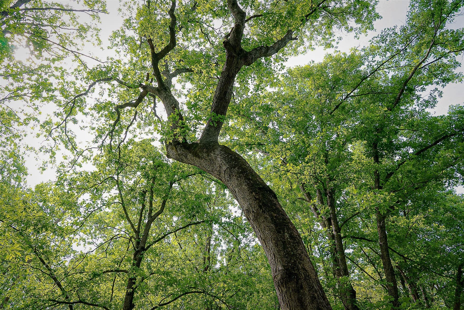 245.6 acres in Cherokee County - photo 13
