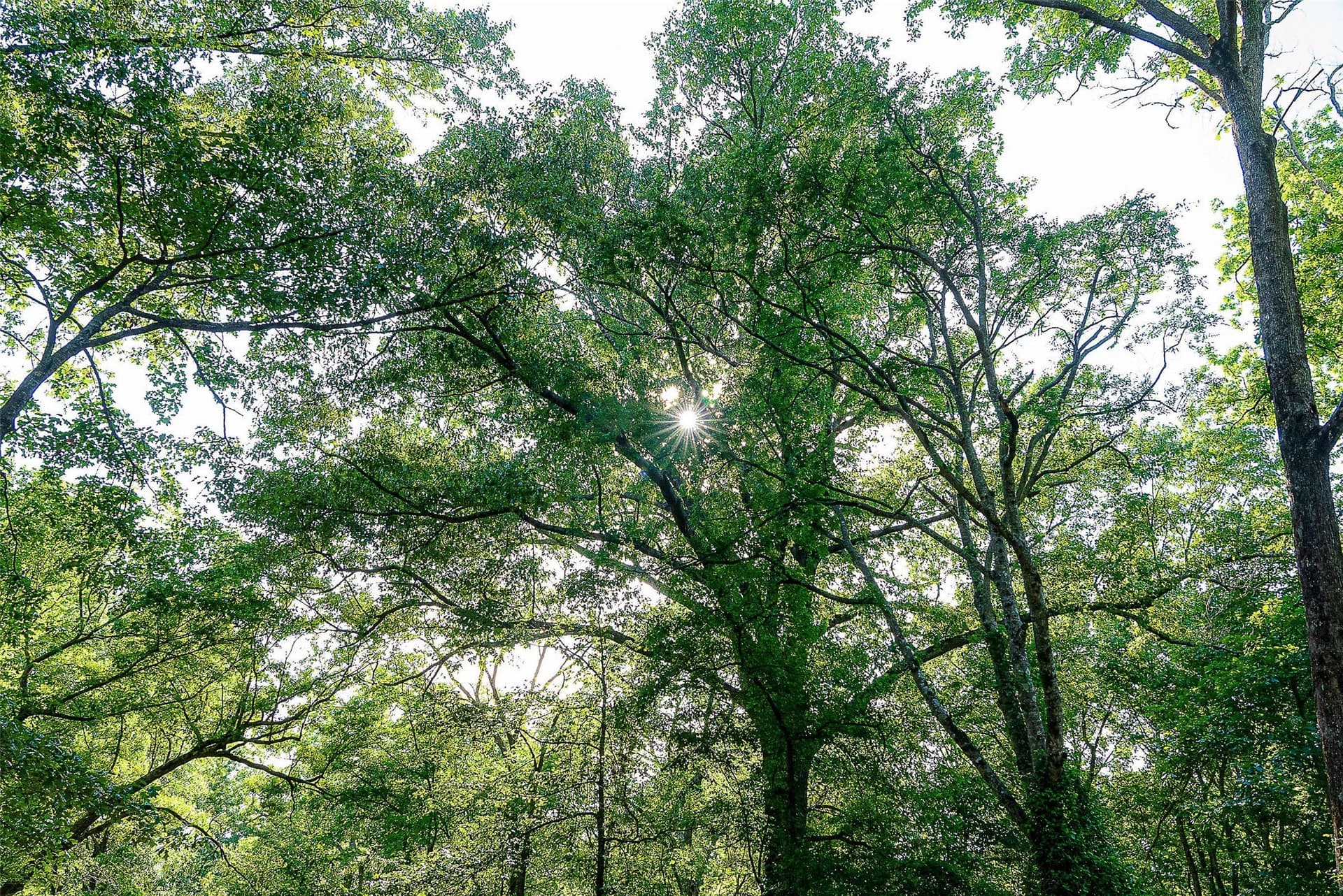 245.6 acres in Cherokee County - photo 27