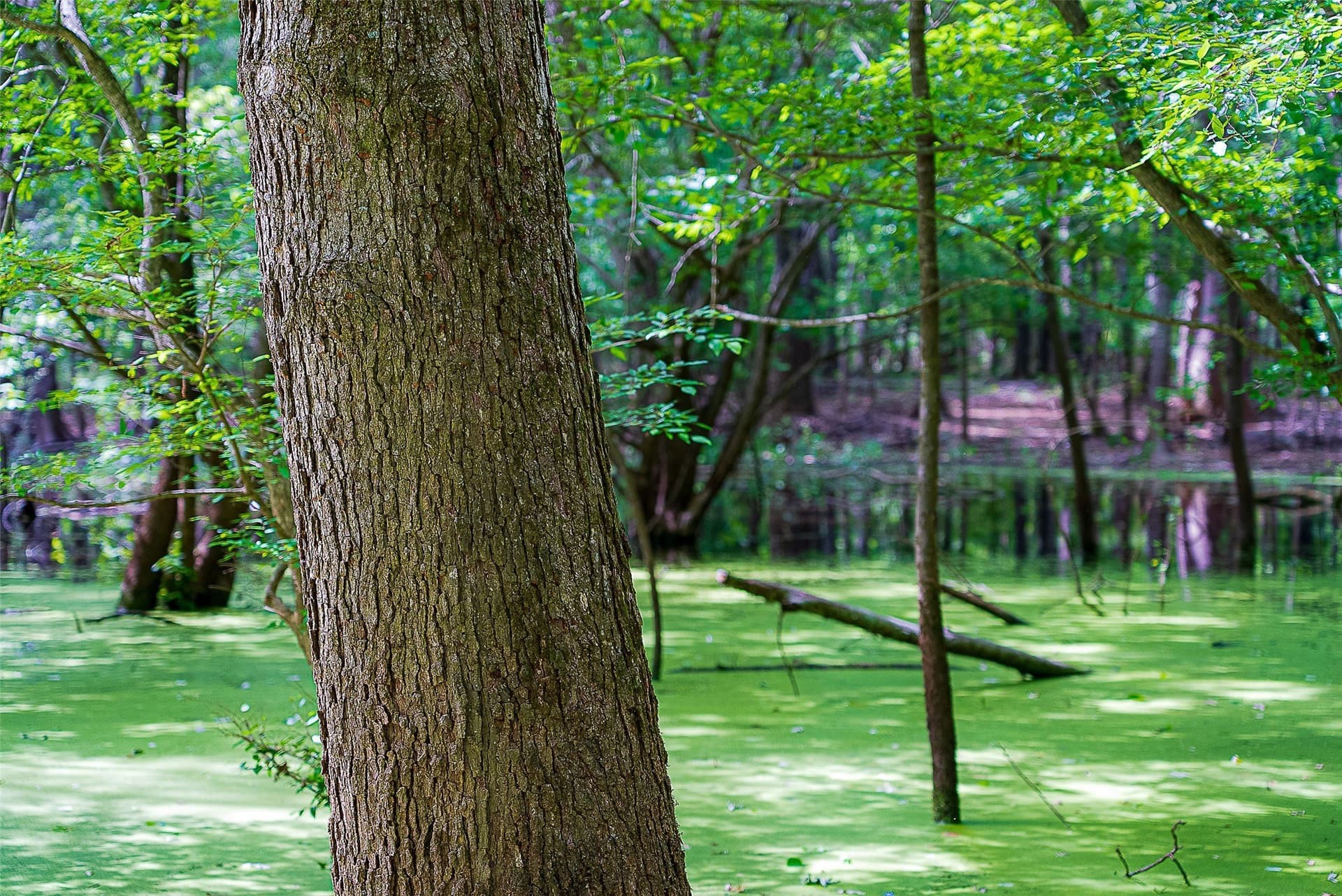 245.6 acres in Cherokee County - photo 38
