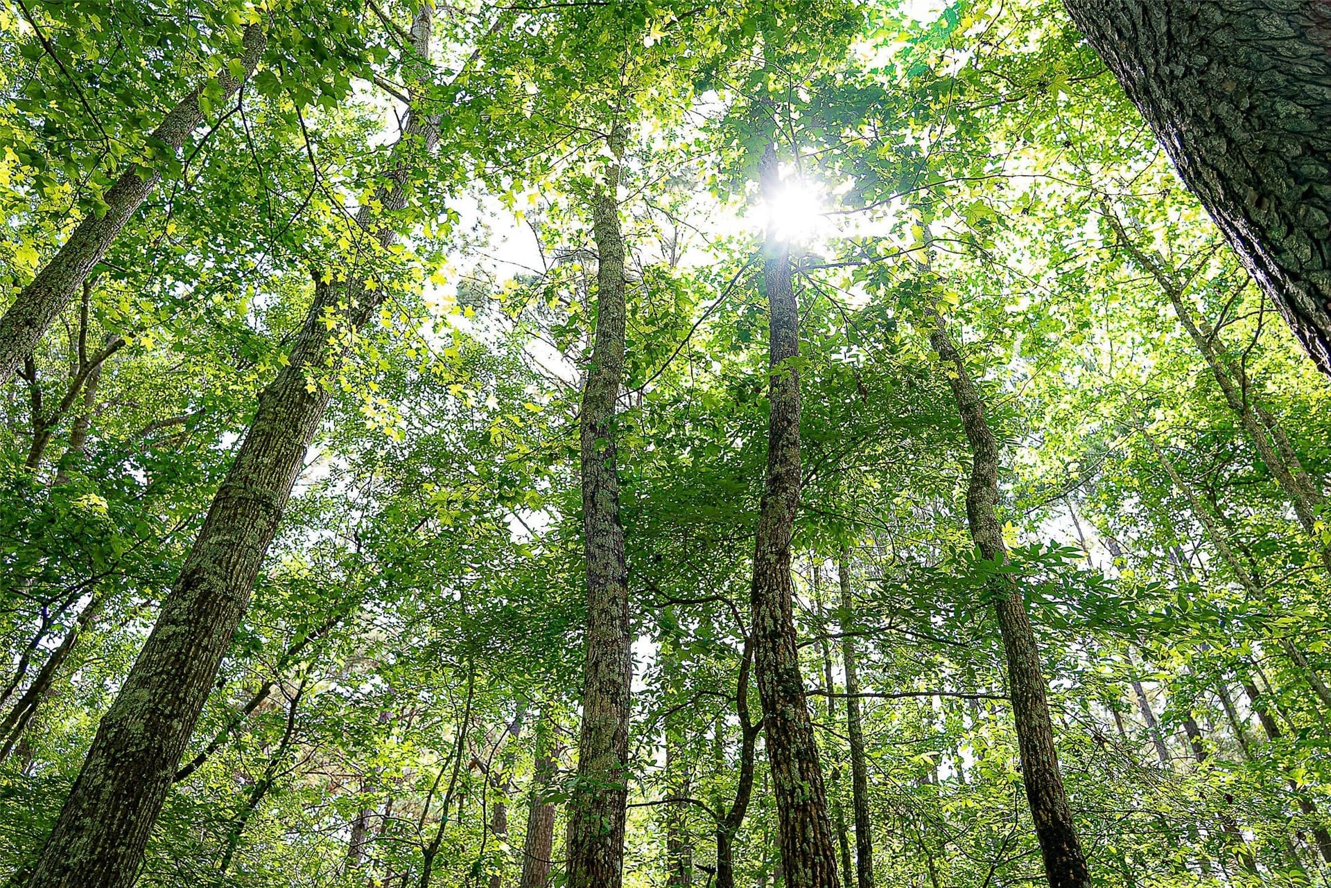 245.6 acres in Cherokee County - photo 9
