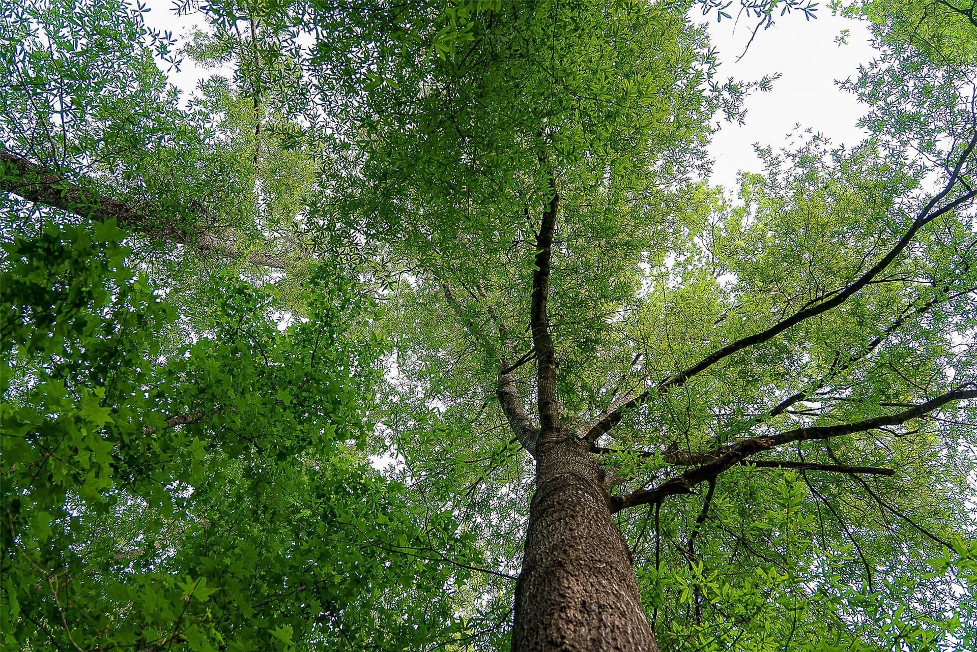 245.6 acres in Cherokee County - photo 32