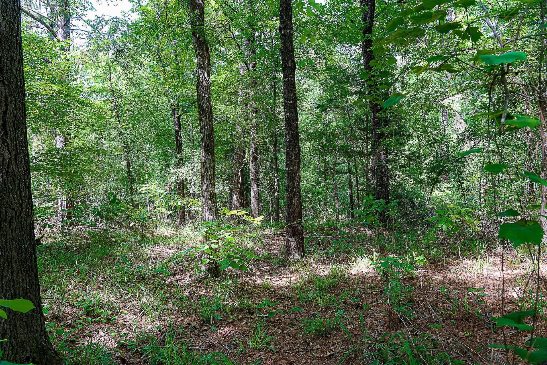 245.6 acres in Cherokee County - photo 19