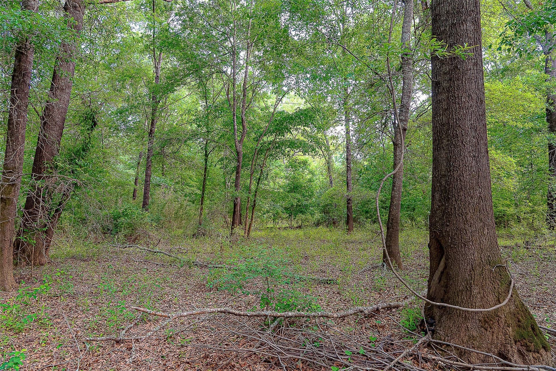 245.6 acres in Cherokee County - photo 34