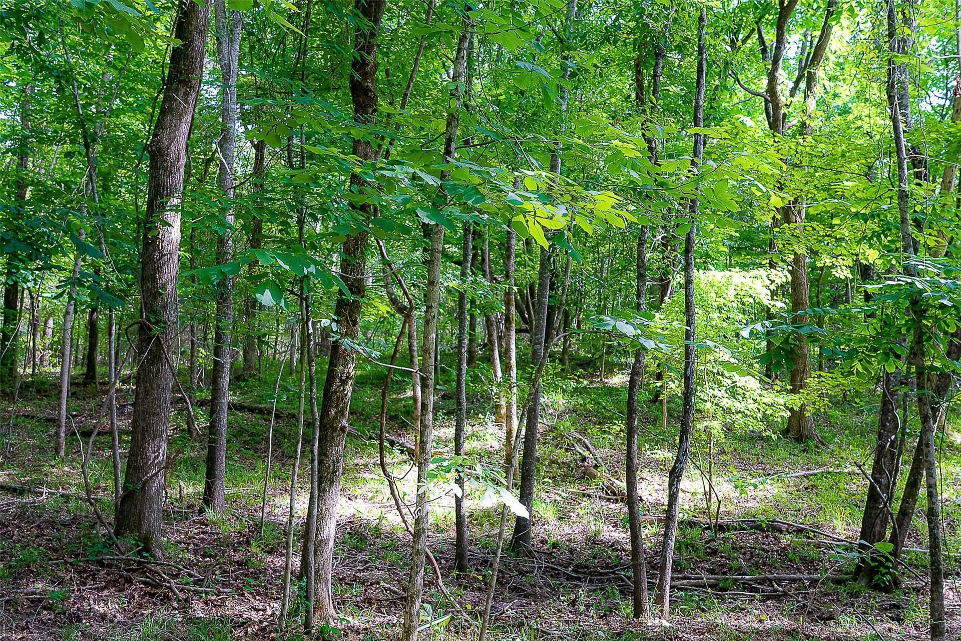 245.6 acres in Cherokee County - photo 18