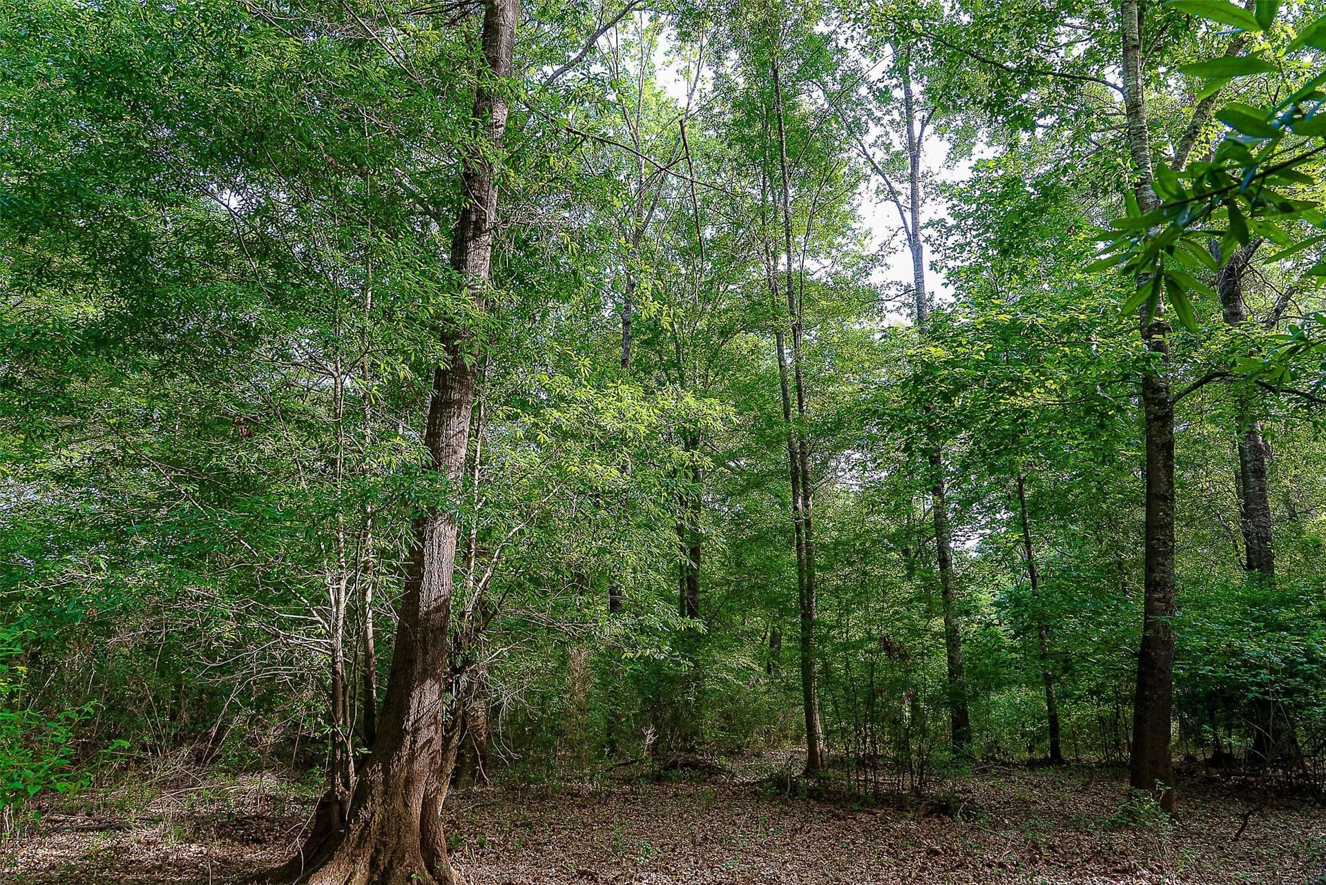 245.6 acres in Cherokee County - photo 25