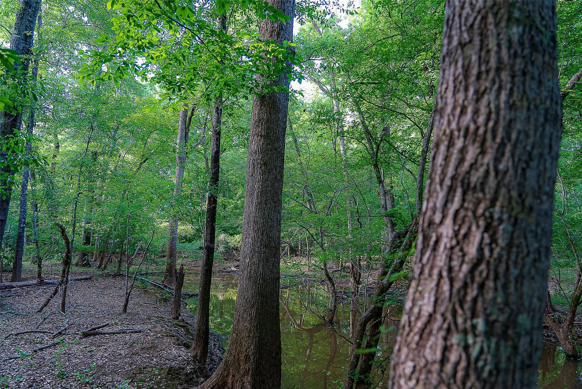 245.6 acres in Cherokee County - photo 23