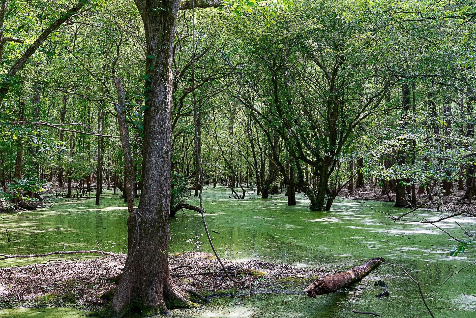 245.6 acres in Cherokee County - photo 21
