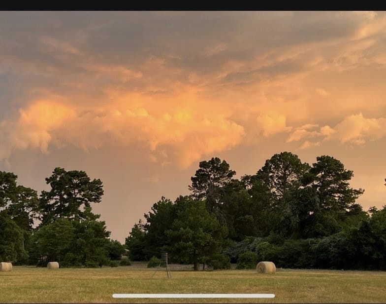 10.01 acres in Leon County gallery image 3