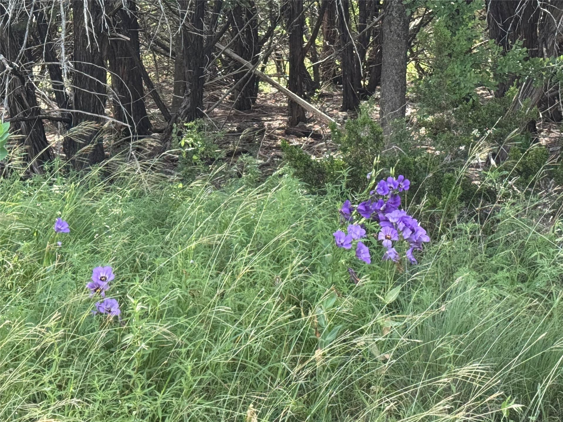 15 acres in Bosque County - photo 10