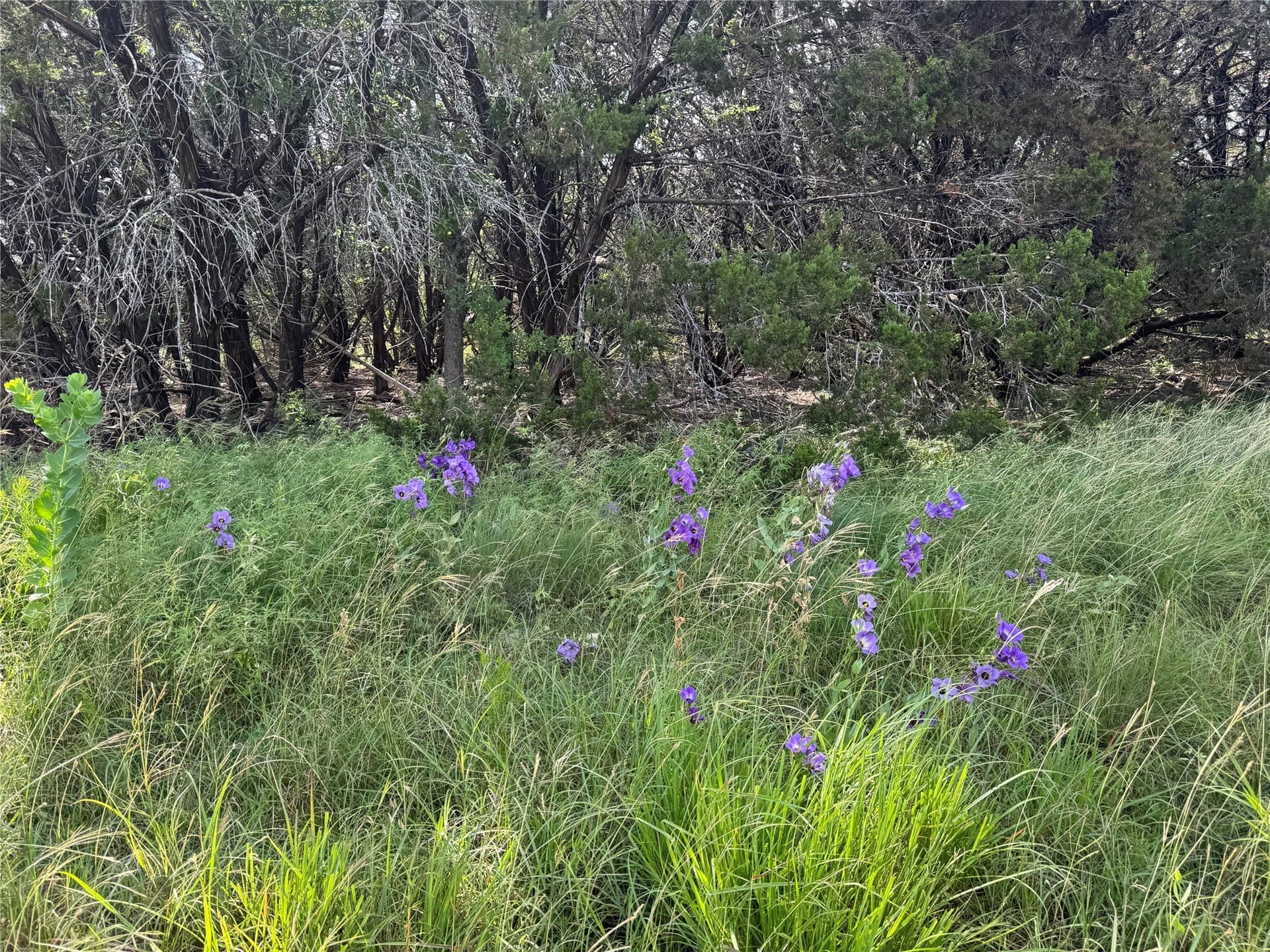 15 acres in Bosque County - photo 8