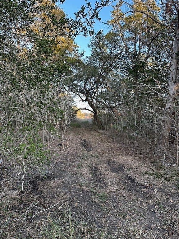 3.1 acres in Fayette County - photo 6