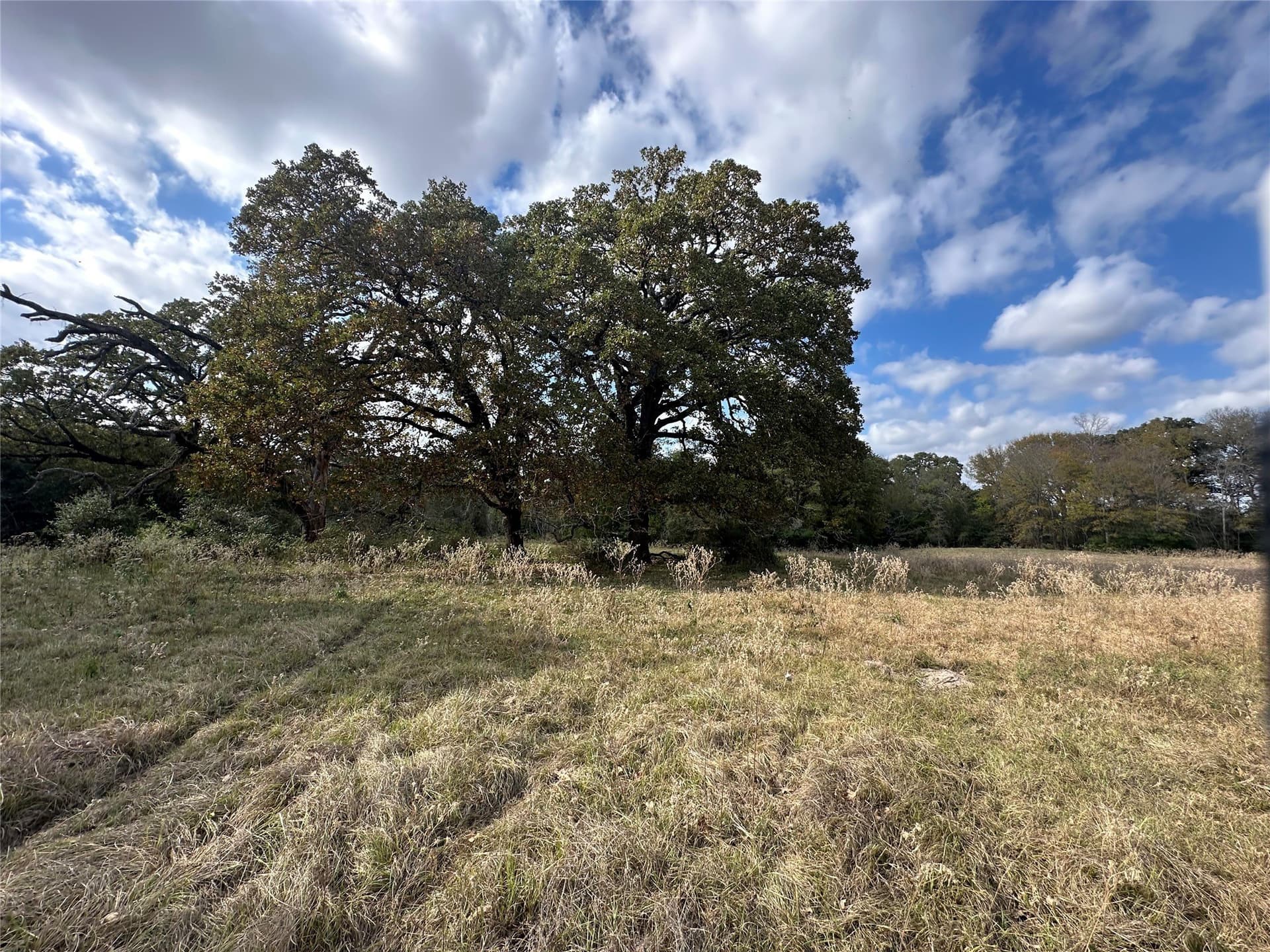 90 acres in Limestone County gallery image 2