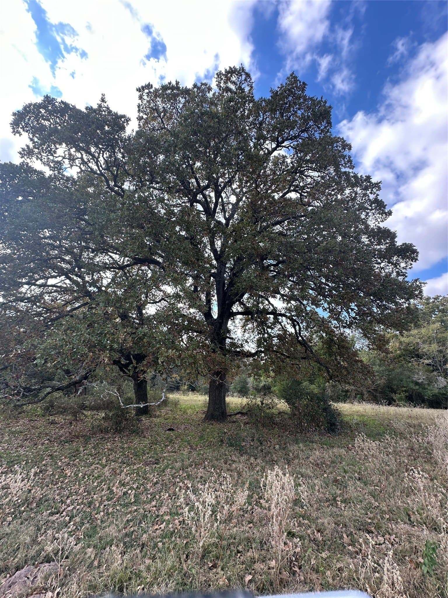 90 acres in Limestone County gallery image 3