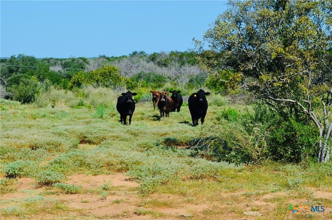 39.66 acres in Travis County - photo 19