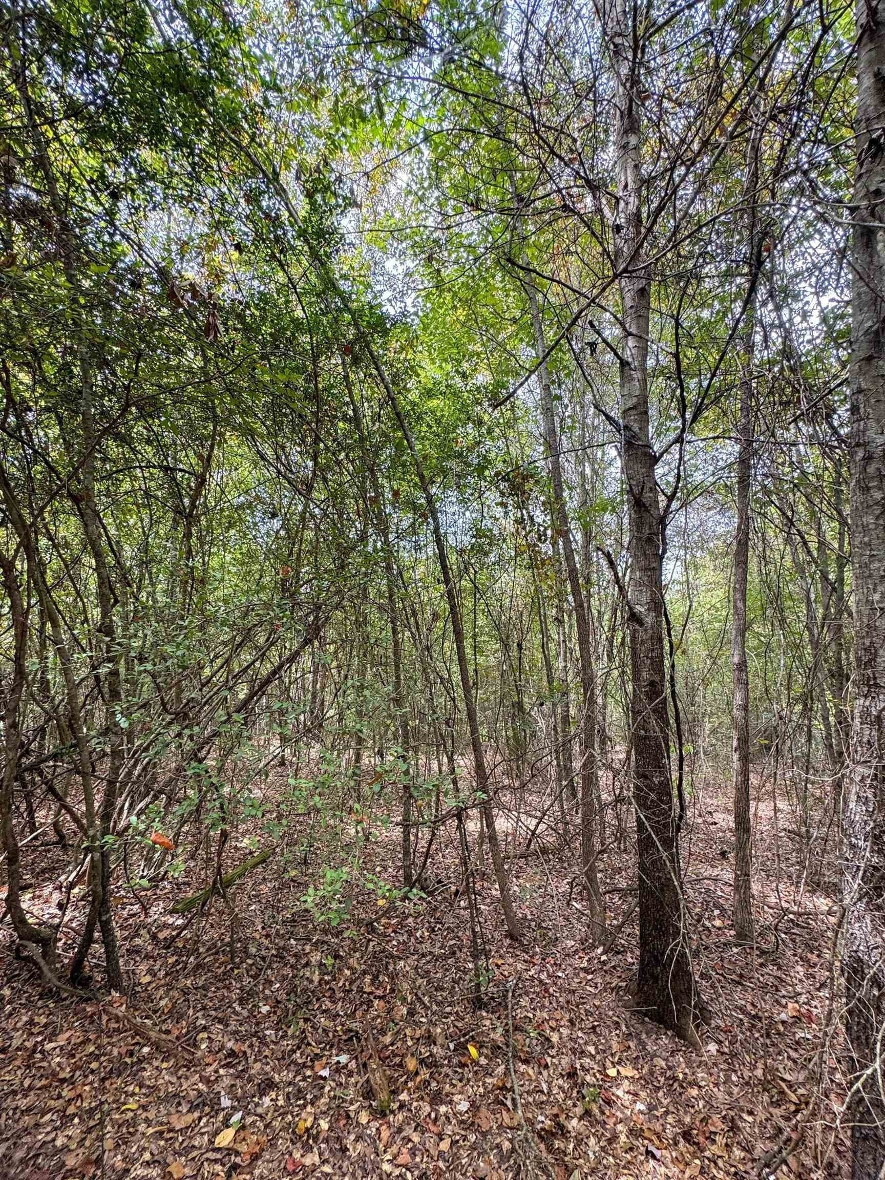 35.77 acres in Marion County - photo 43