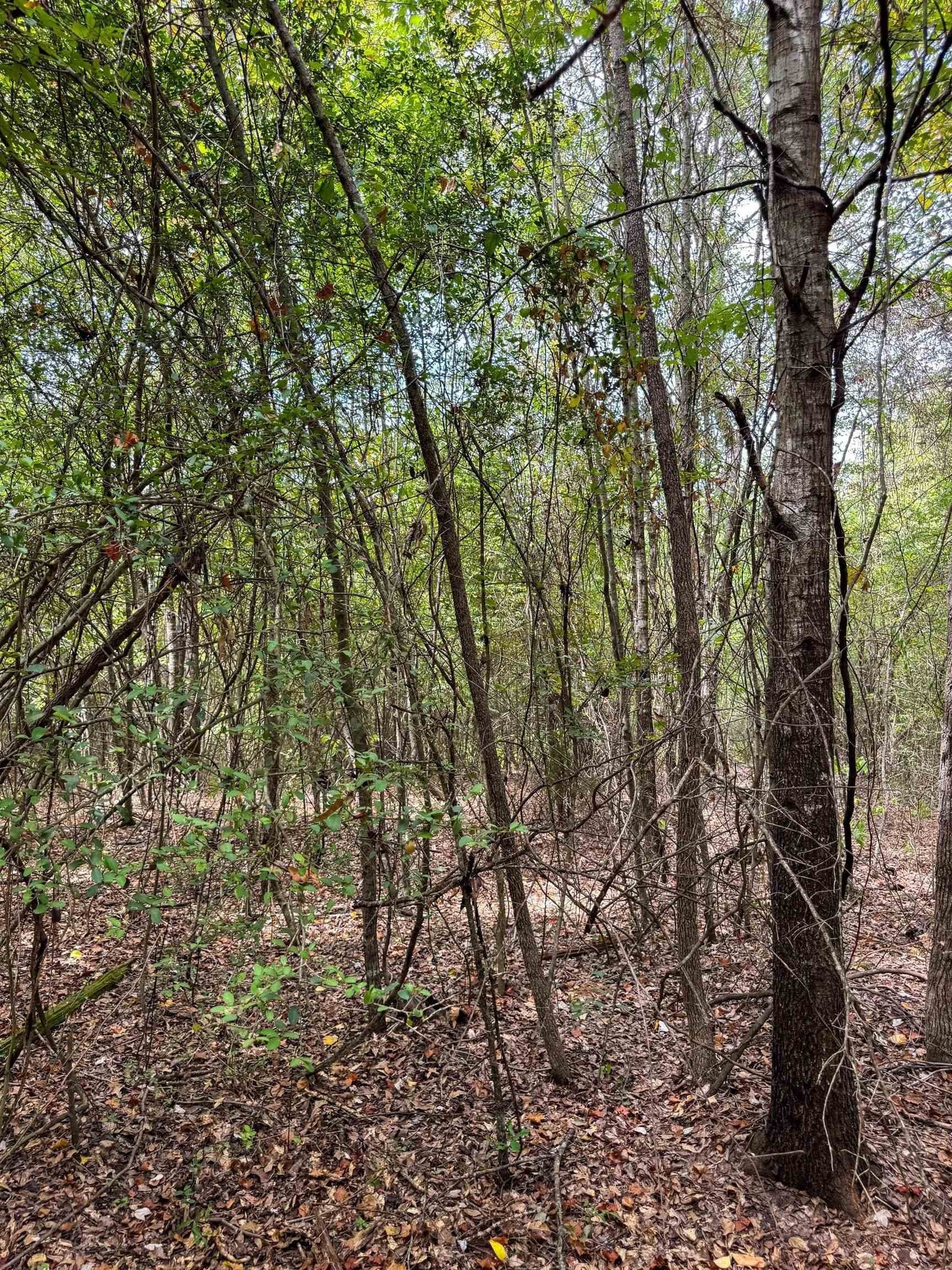 35.77 acres in Marion County - photo 42