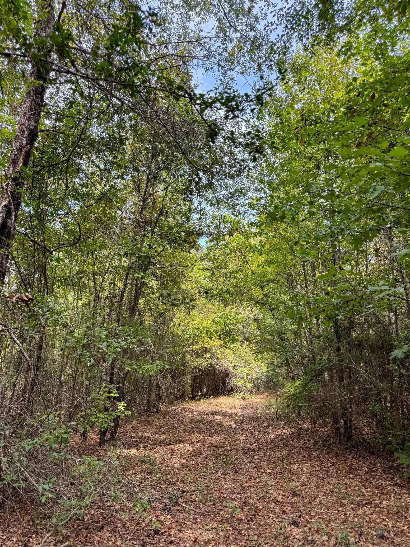 35.77 acres in Marion County - photo 45