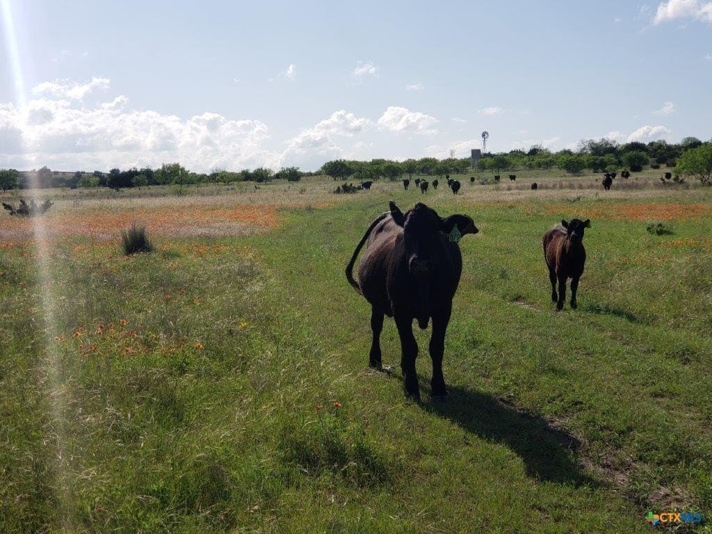 131.9 acres in Lampasas County featured view