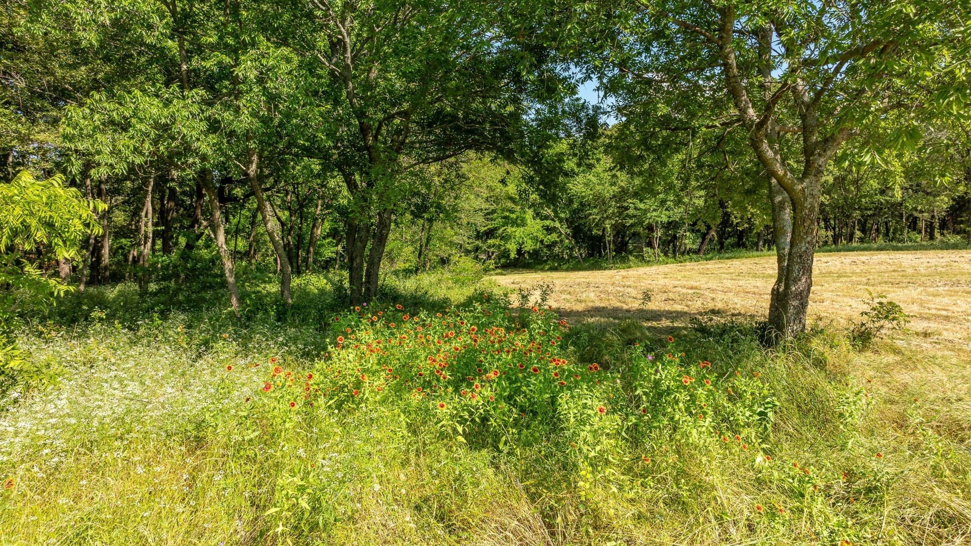 37.17 acres in Denton County gallery image 4