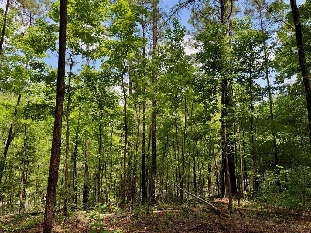 1.32 acres in Texas County gallery image 4