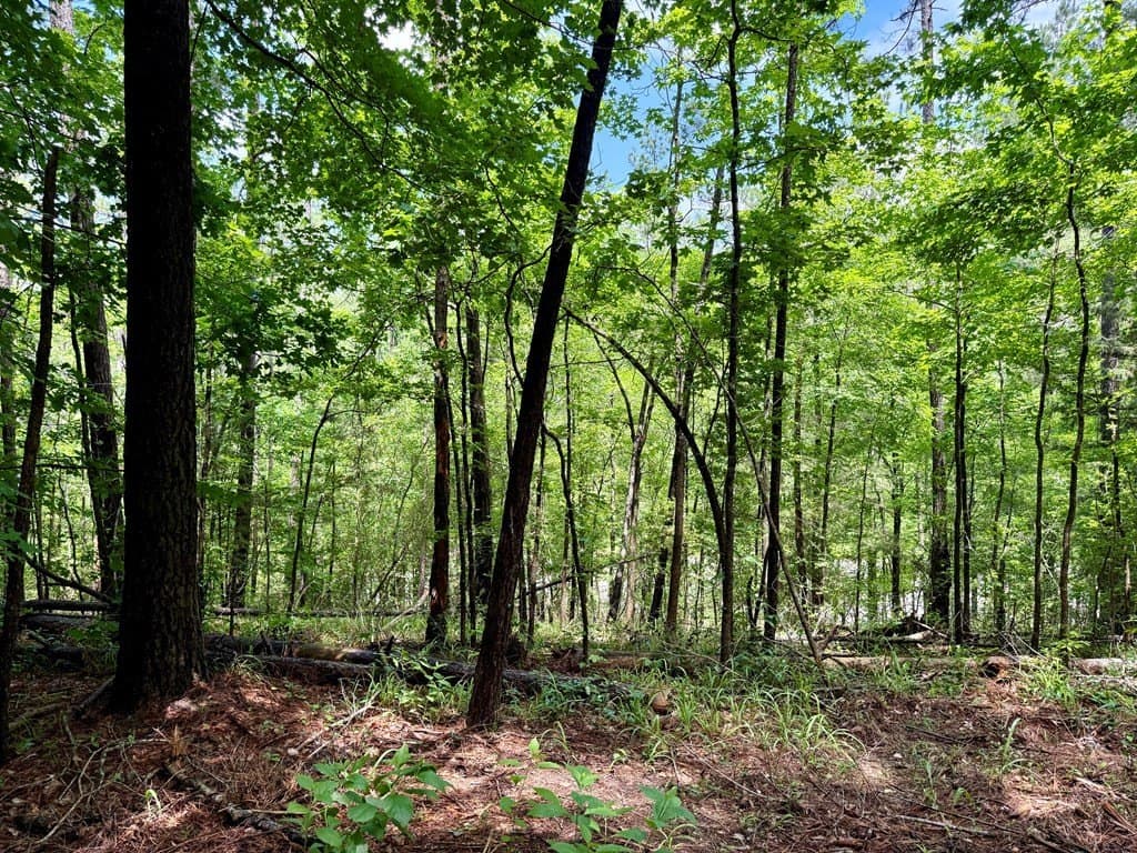 1.32 acres in Texas County gallery image 3