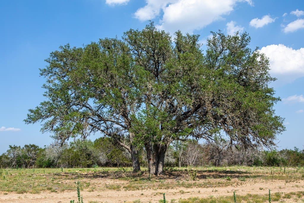 16.21 acres in Kerr County - photo 10