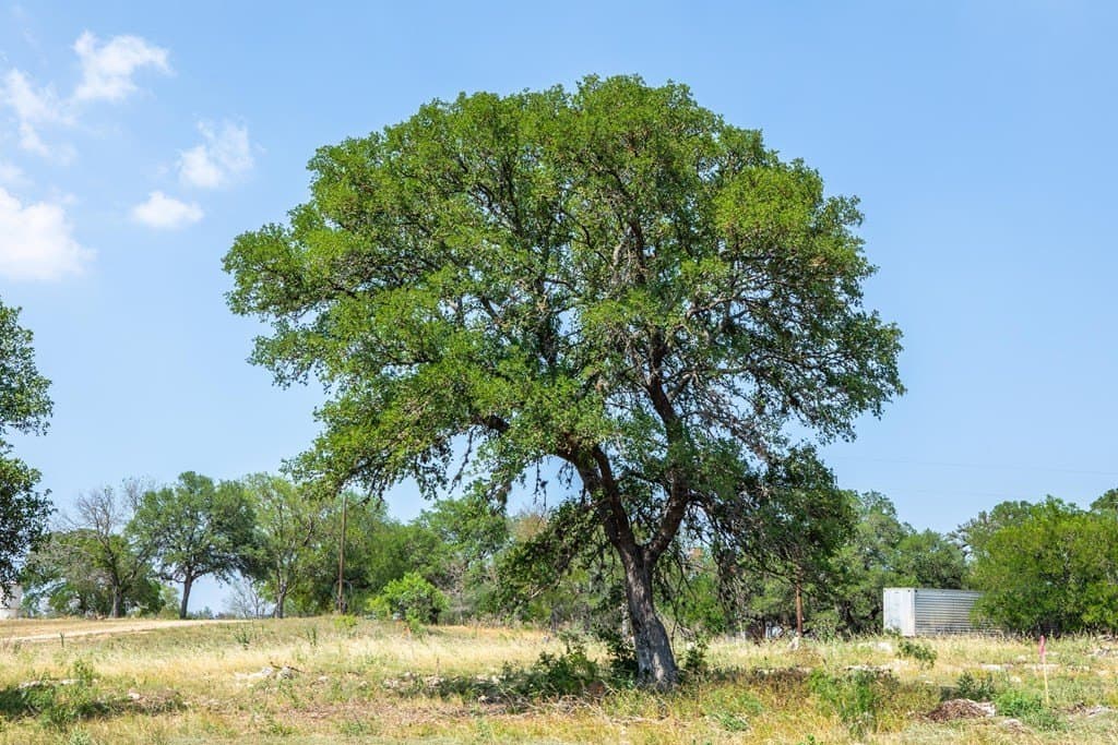 16.21 acres in Kerr County - photo 8