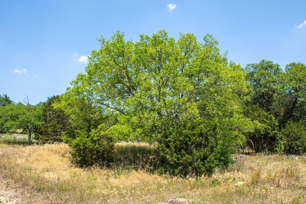 16.21 acres in Kerr County - photo 17