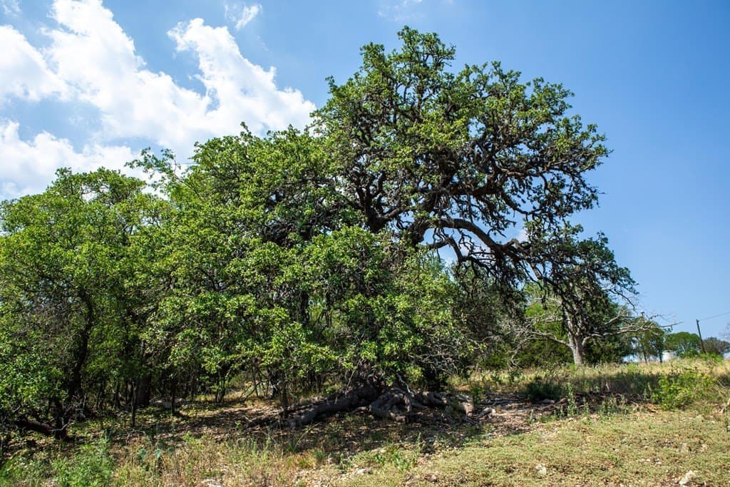 16.21 acres in Kerr County - photo 12