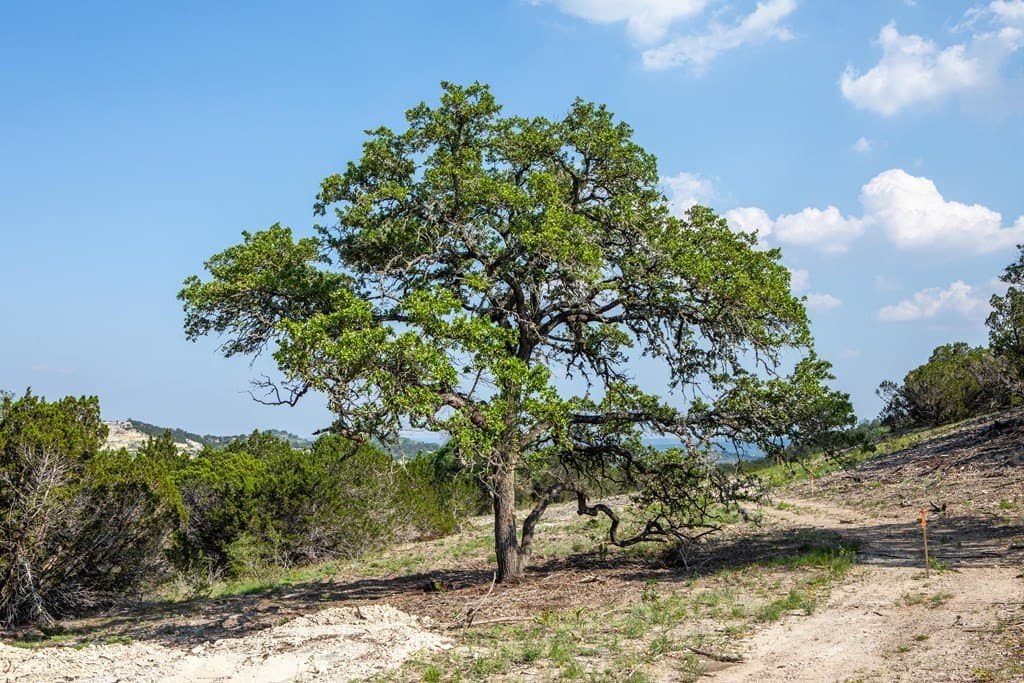 16.21 acres in Kerr County - photo 38
