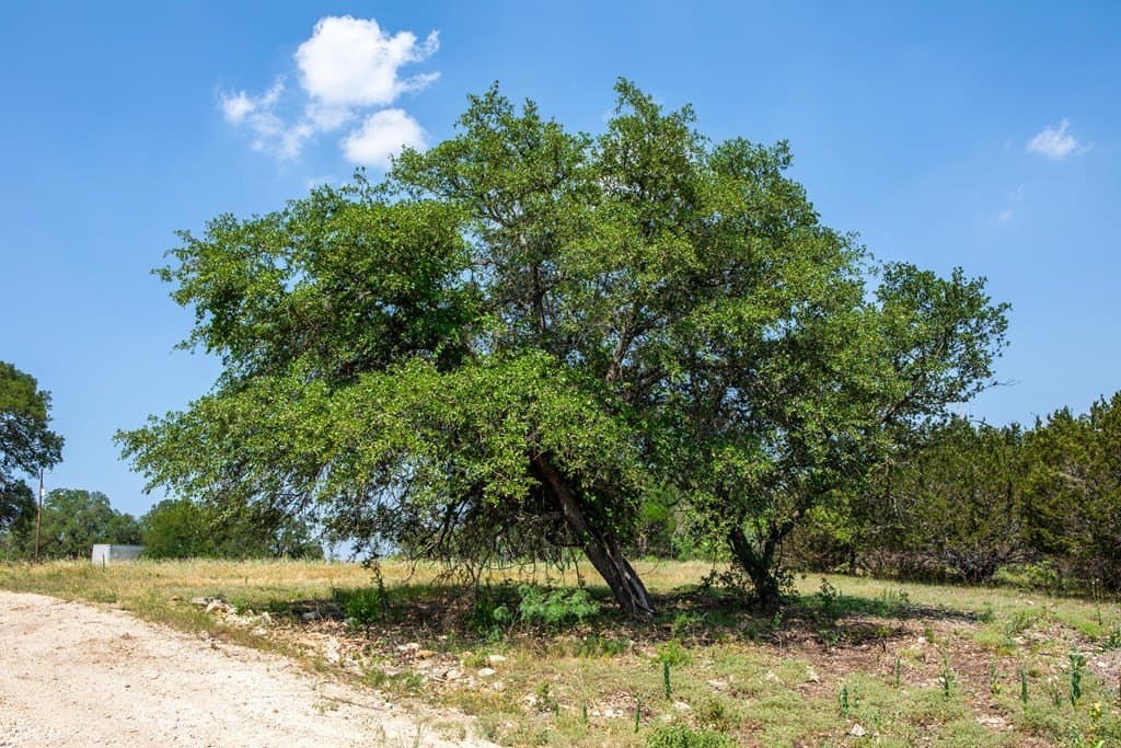 16.21 acres in Kerr County - photo 13