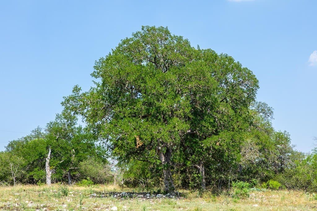 16.21 acres in Kerr County - photo 19