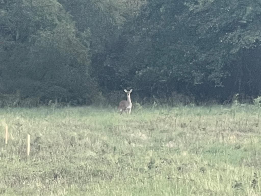 4.2 acres in Parker County gallery image 3