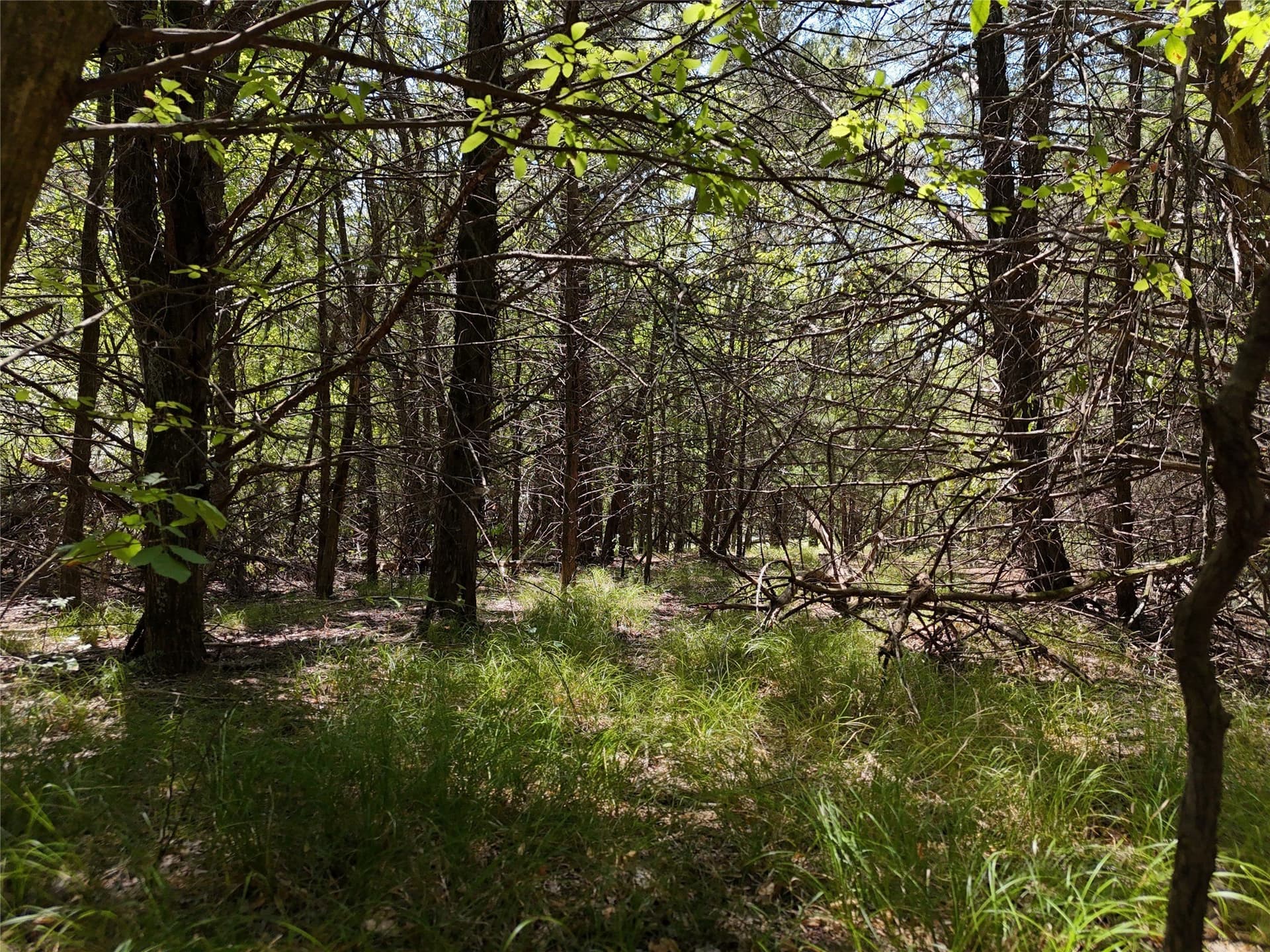 16 acres in Fannin County - photo 6