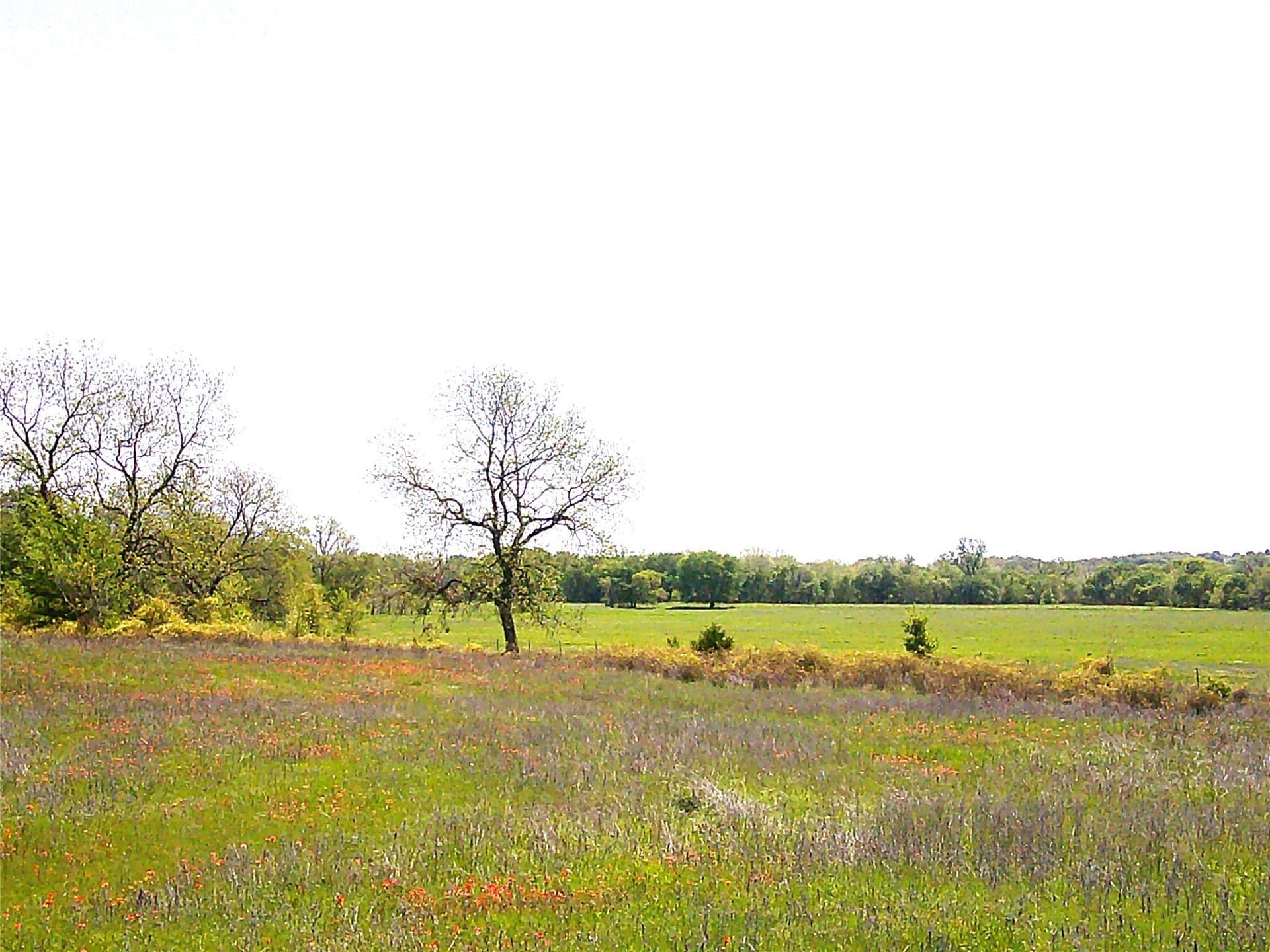 55 acres in Montague County gallery image 4