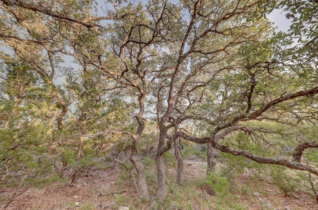 106 acres in Kerr County - photo 14