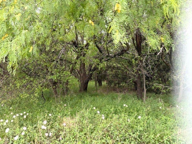0.28 acres in Palo Pinto County - photo 5