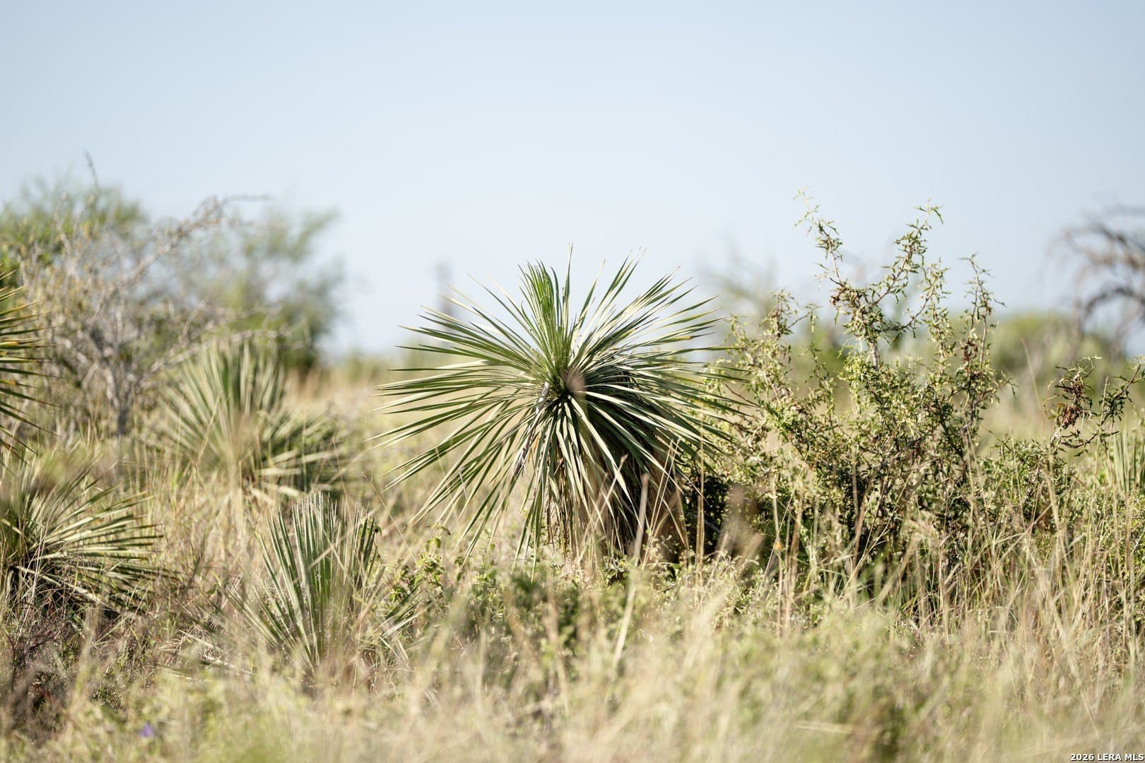36.12 acres in Karnes County featured view
