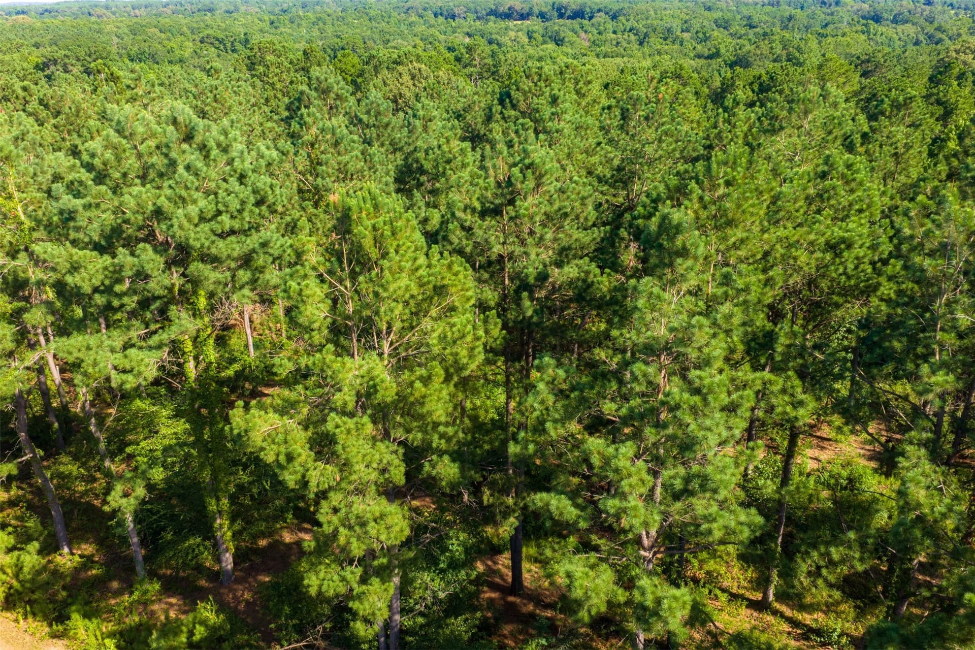 159.38 acres in Cherokee County - photo 29