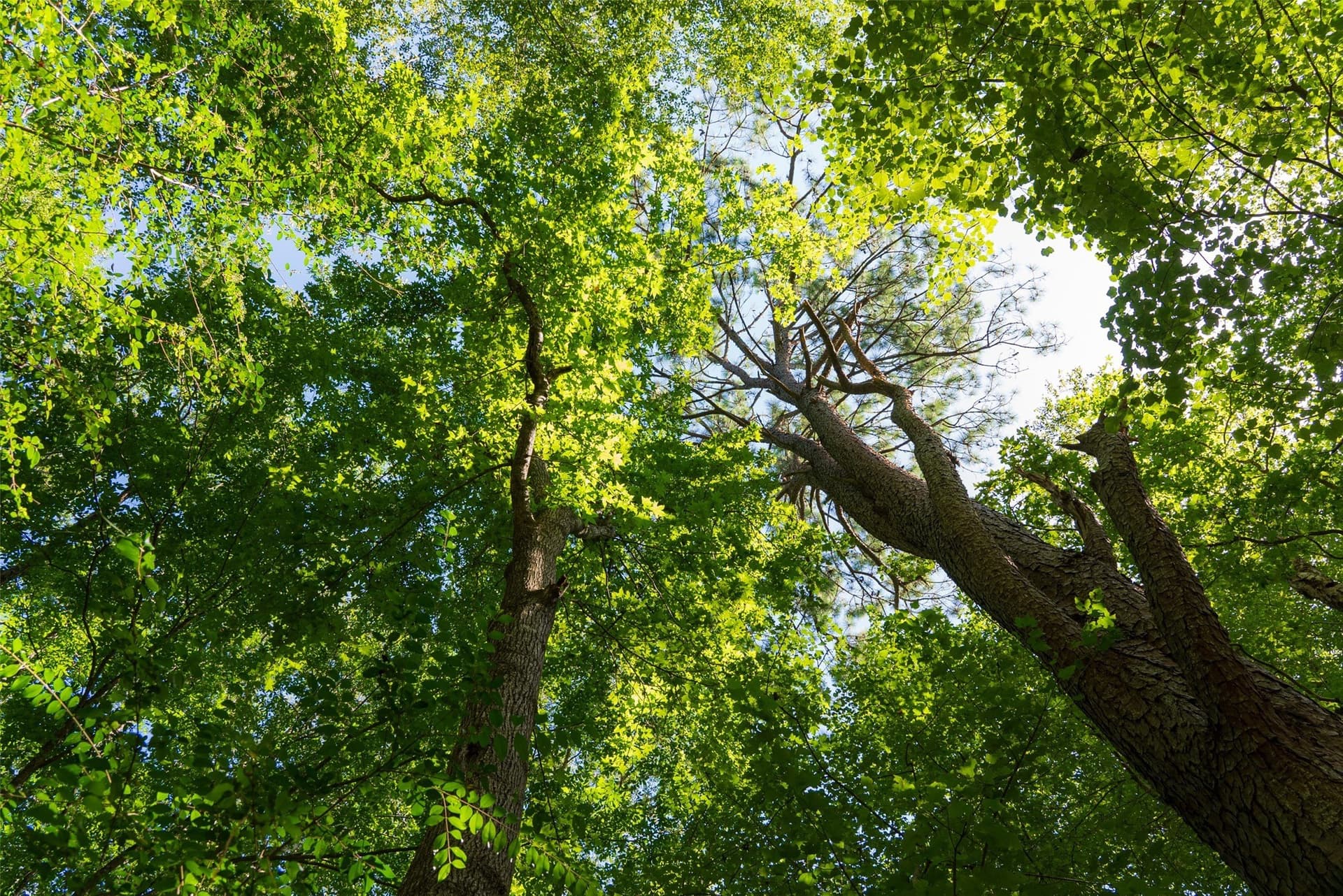 159.38 acres in Cherokee County - photo 2