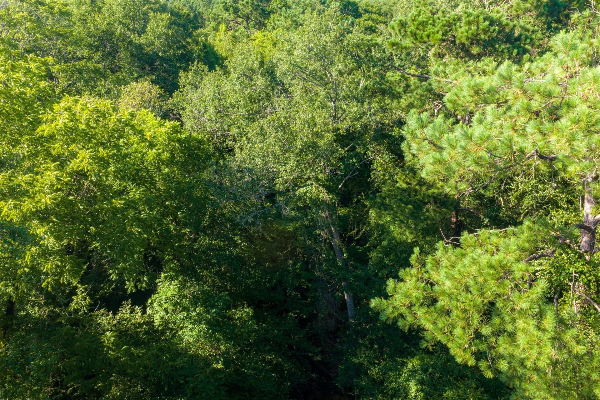 159.38 acres in Cherokee County - photo 24