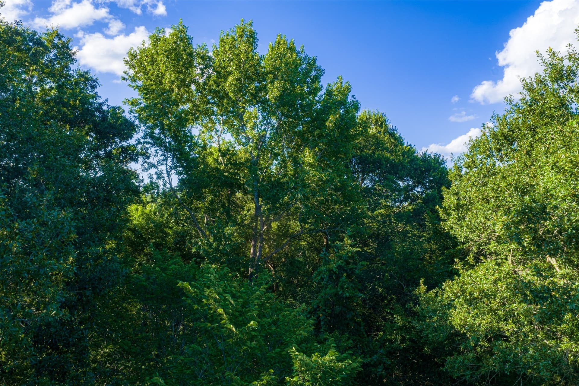 159.38 acres in Cherokee County - photo 28